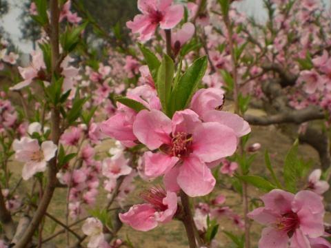 香港风水大师苏民峰详解2018年狗年桃花风水布局