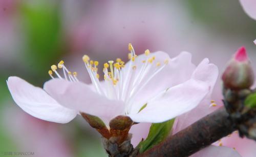 【2018桃花运排名】2018年属猪人的桃花运在生肖中排第几名