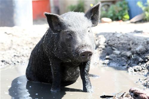 李云天2019年生肖猪每月运势运程