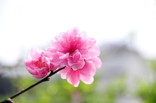 2019年桃花运最好的生肖,2019年生肖桃花运排名前五名