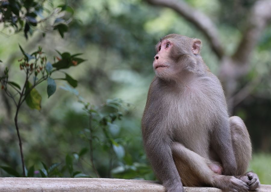 2019年属猴人犯太岁，1992年属猴人如何化解犯太岁？