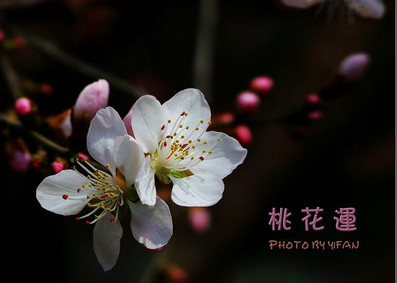 2019属猪本命年桃花运怎么样