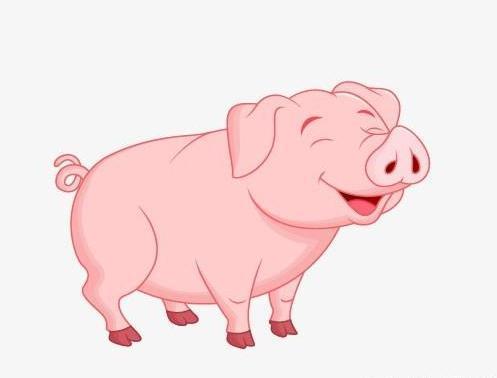 2019年本命年属猪人的幸运颜色和幸运数字是什么