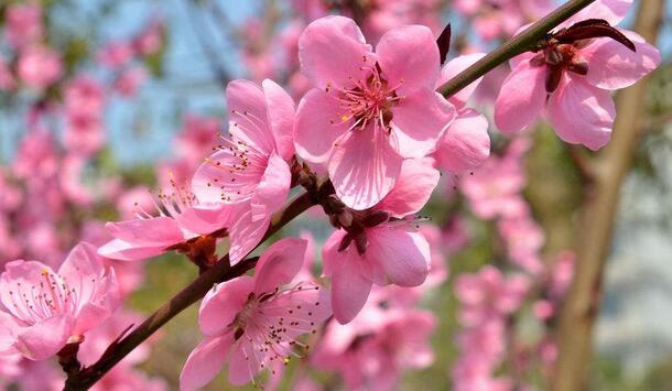 属蛇的人2019年桃花运如何,佩戴什么吉祥物可以旺桃花