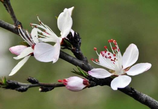 属猴的人2019年桃花运如何,佩戴什么吉祥物可以旺桃花