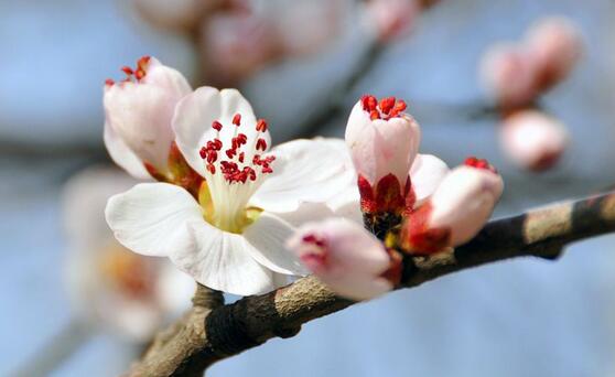 属狗的人2019年桃花运如何,佩戴什么吉祥物可以旺桃花