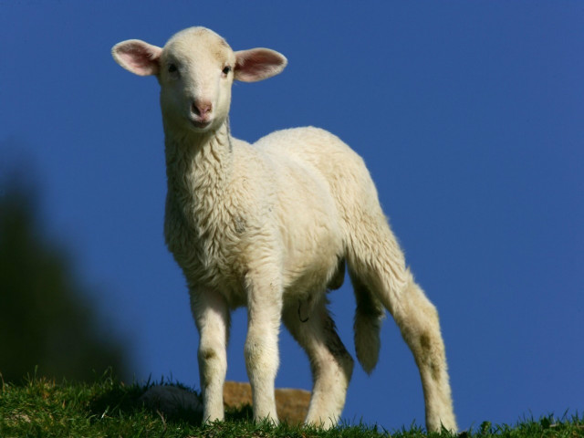 2019年属羊人事业运势如何？