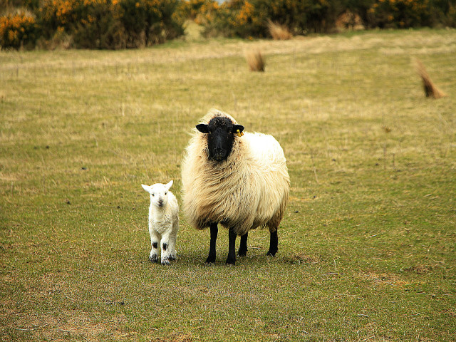 属羊生肖2019年运势及运程：不同年龄属羊人的运势