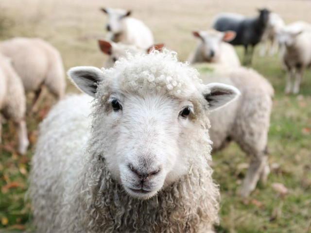 2003年属羊人2019年幸运色有哪些：属羊人赶快了解