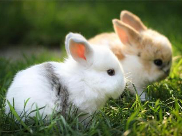 2020年属兔年龄查询对照表 属兔的人今年多大了