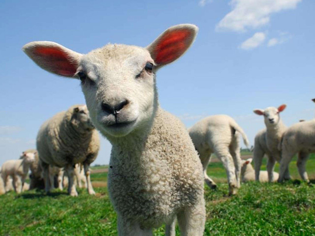 2020年属羊年龄查询对照表 属羊的人今年多大了