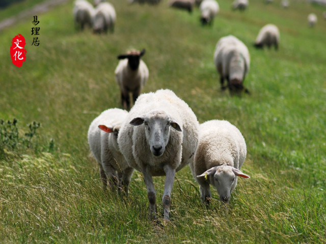 1991年的属羊人的五行属性是什么？不同属性的属羊人性格怎样？