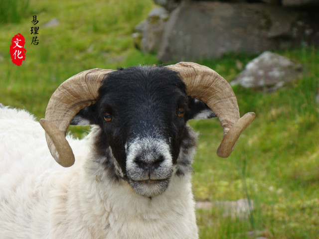 1979年的属羊人的五行属性是什么？不同属性的属羊人性格怎样？