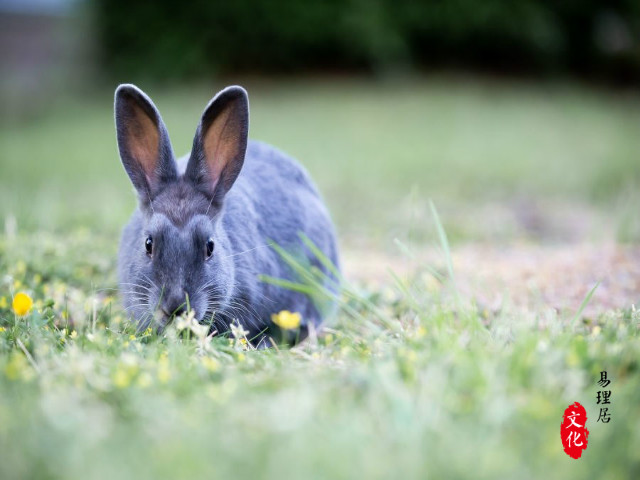 不同季节出生的属兔人的命运分析：属兔人尽快了解